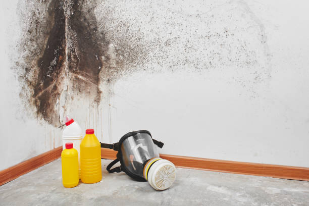Best Local Mold Removal Service  in Elkhorn City, KY