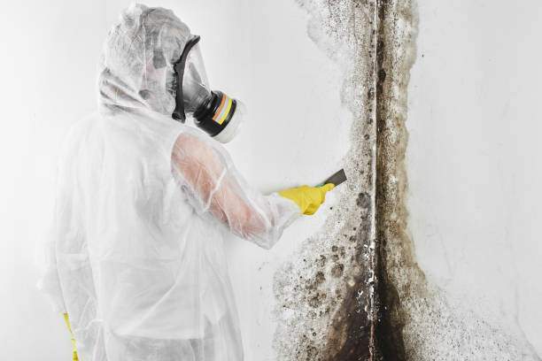 Best Black Mold Removal  in Elkhorn City, KY