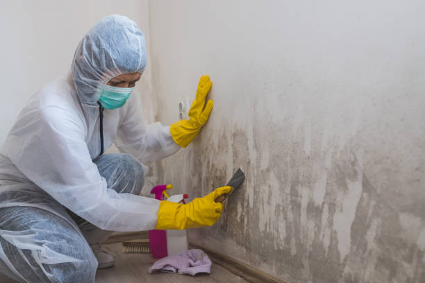 Best Crawl Space Mold Removal  in Elkhorn City, KY