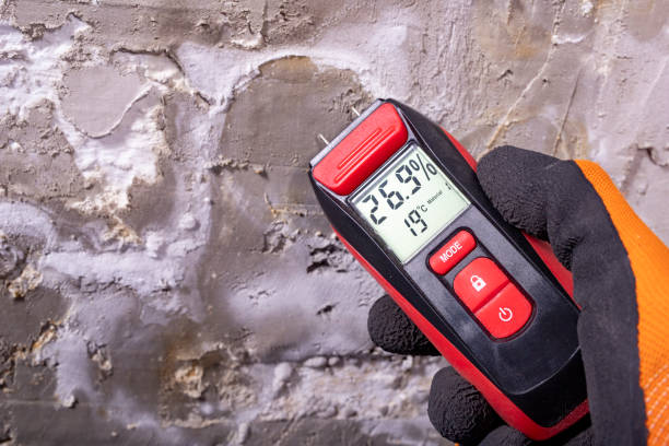 Best Home Mold Removal  in Elkhorn City, KY