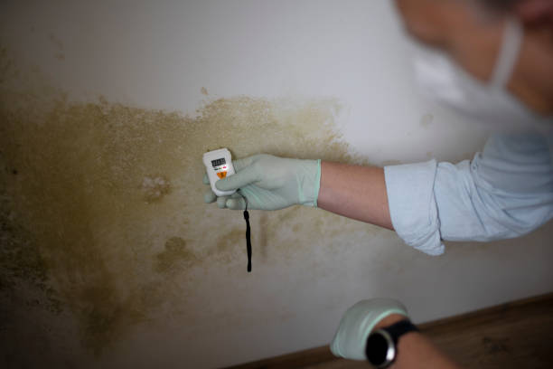 Best Mold Removal Specialists  in Elkhorn City, KY