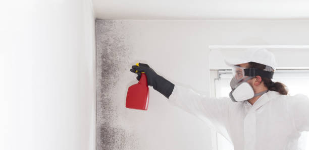 Best Office Mold Removal Services  in Elkhorn City, KY