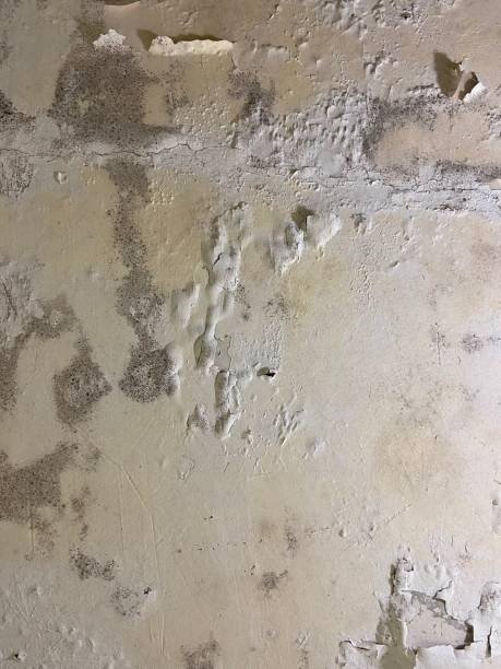Best Mold Remediation  in Elkhorn City, KY