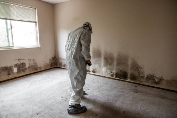 Crawl Space Mold Removal in Elkhorn City, KY