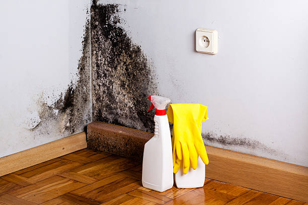 Best Mold Remediation Experts  in Elkhorn City, KY