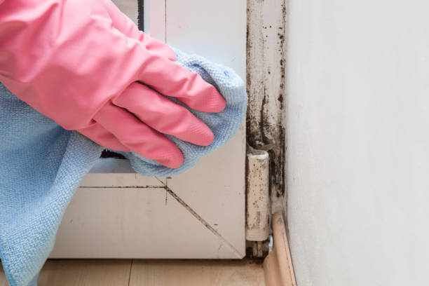 Best Mold Removal Near Me  in Elkhorn City, KY